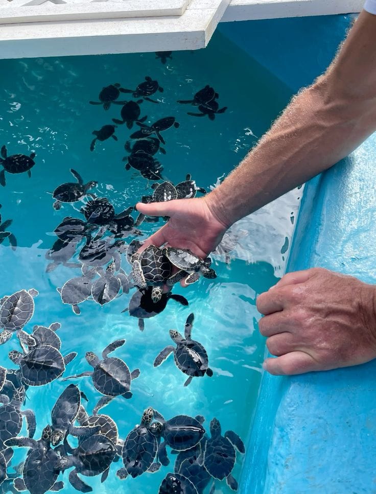 Sea Turtle Conservation Center Khao Lak – מרכז שימור צבי ים בקאו לק